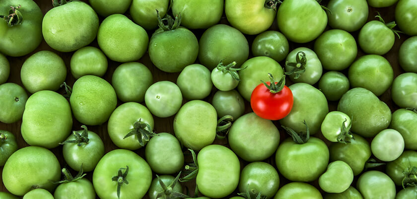 tomatoes tomatoes